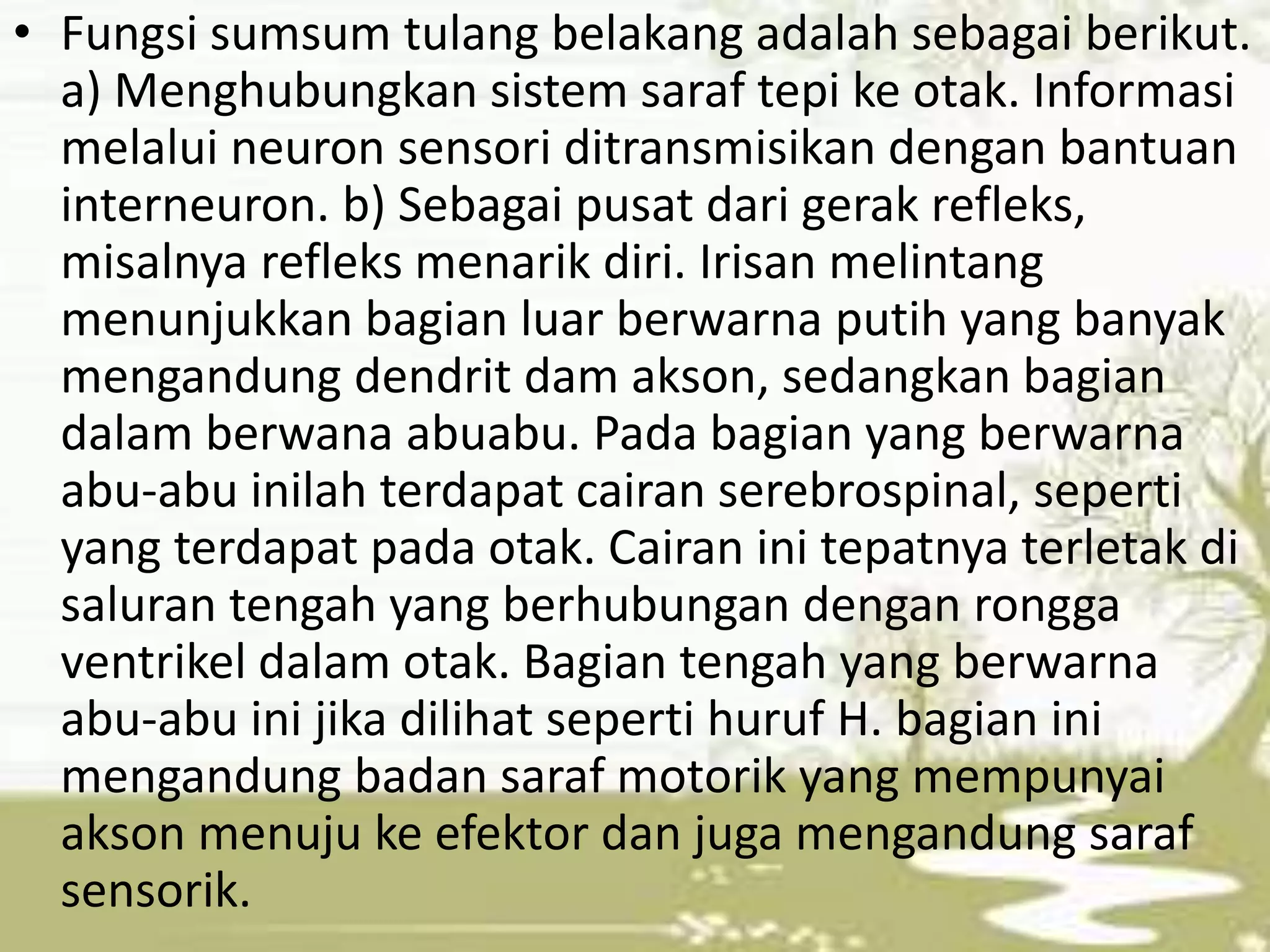 • Fungsi sumsum tulang belakang adalah sebagai berikut. 
a) Menghubungkan sistem saraf tepi ke otak. Informasi 
melalui neuron sensori ditransmisikan dengan bantuan 
interneuron. b) Sebagai pusat dari gerak refleks, 
misalnya refleks menarik diri. Irisan melintang 
menunjukkan bagian luar berwarna putih yang banyak 
mengandung dendrit dam akson, sedangkan bagian 
dalam berwana abuabu. Pada bagian yang berwarna 
abu-abu inilah terdapat cairan serebrospinal, seperti 
yang terdapat pada otak. Cairan ini tepatnya terletak di 
saluran tengah yang berhubungan dengan rongga 
ventrikel dalam otak. Bagian tengah yang berwarna 
abu-abu ini jika dilihat seperti huruf H. bagian ini 
mengandung badan saraf motorik yang mempunyai 
akson menuju ke efektor dan juga mengandung saraf 
sensorik. 
 