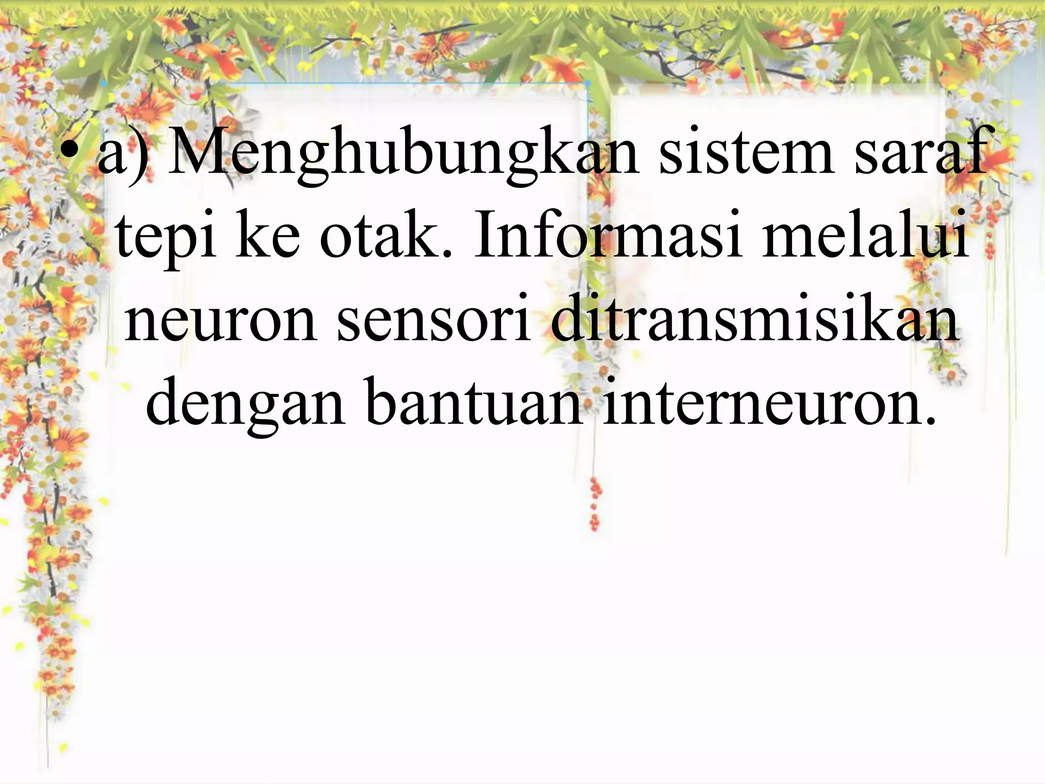 • a) Menghubungkan sistem saraf 
tepi ke otak. Informasi melalui 
neuron sensori ditransmisikan 
dengan bantuan interneuron. 
 