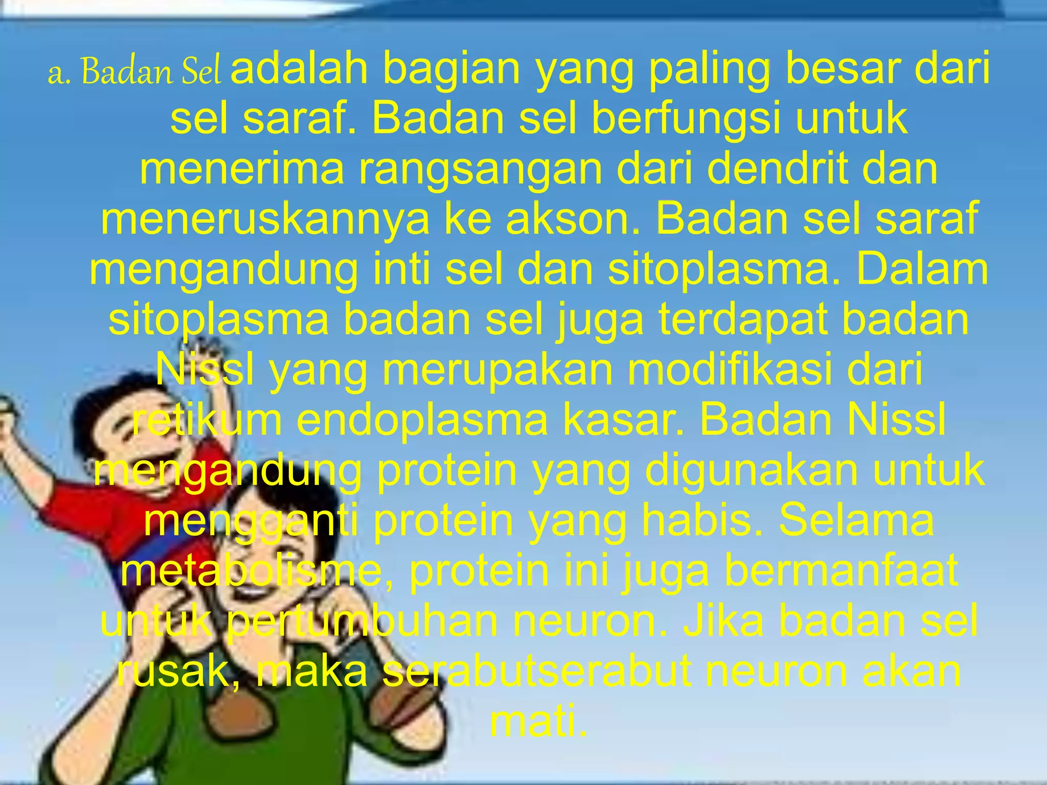 a. Badan Sel adalah bagian yang paling besar dari 
sel saraf. Badan sel berfungsi untuk 
menerima rangsangan dari dendrit dan 
meneruskannya ke akson. Badan sel saraf 
mengandung inti sel dan sitoplasma. Dalam 
sitoplasma badan sel juga terdapat badan 
Nissl yang merupakan modifikasi dari 
retikum endoplasma kasar. Badan Nissl 
mengandung protein yang digunakan untuk 
mengganti protein yang habis. Selama 
metabolisme, protein ini juga bermanfaat 
untuk pertumbuhan neuron. Jika badan sel 
rusak, maka serabutserabut neuron akan 
mati. 
 