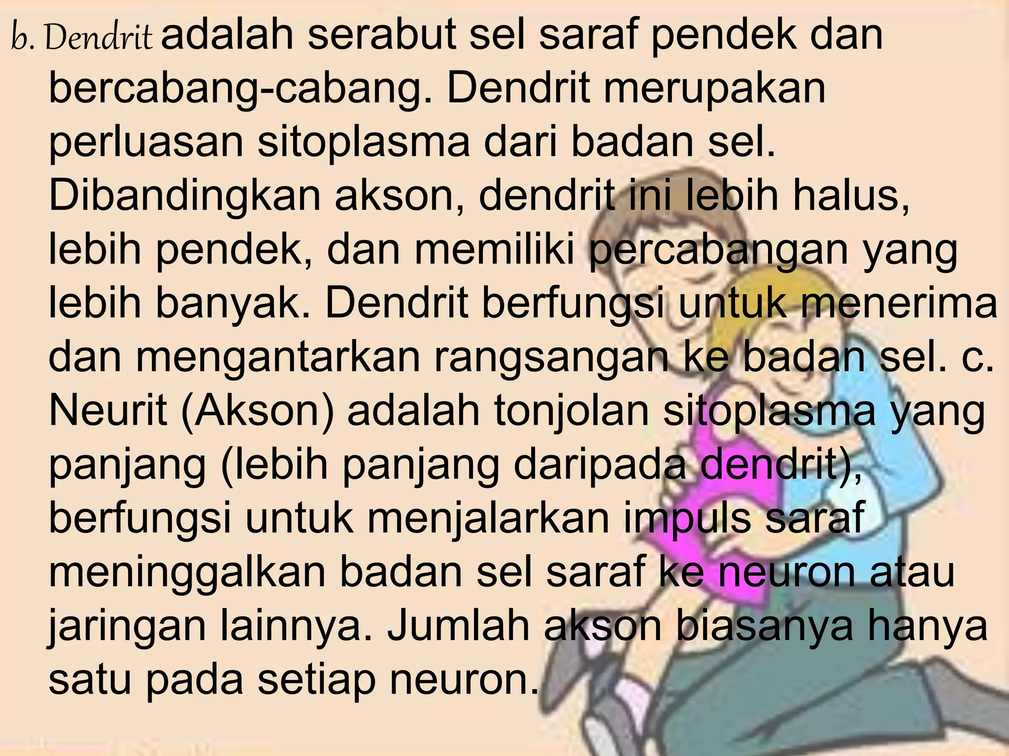 b. Dendrit adalah serabut sel saraf pendek dan 
bercabang-cabang. Dendrit merupakan 
perluasan sitoplasma dari badan sel. 
Dibandingkan akson, dendrit ini lebih halus, 
lebih pendek, dan memiliki percabangan yang 
lebih banyak. Dendrit berfungsi untuk menerima 
dan mengantarkan rangsangan ke badan sel. c. 
Neurit (Akson) adalah tonjolan sitoplasma yang 
panjang (lebih panjang daripada dendrit), 
berfungsi untuk menjalarkan impuls saraf 
meninggalkan badan sel saraf ke neuron atau 
jaringan lainnya. Jumlah akson biasanya hanya 
satu pada setiap neuron. 
 