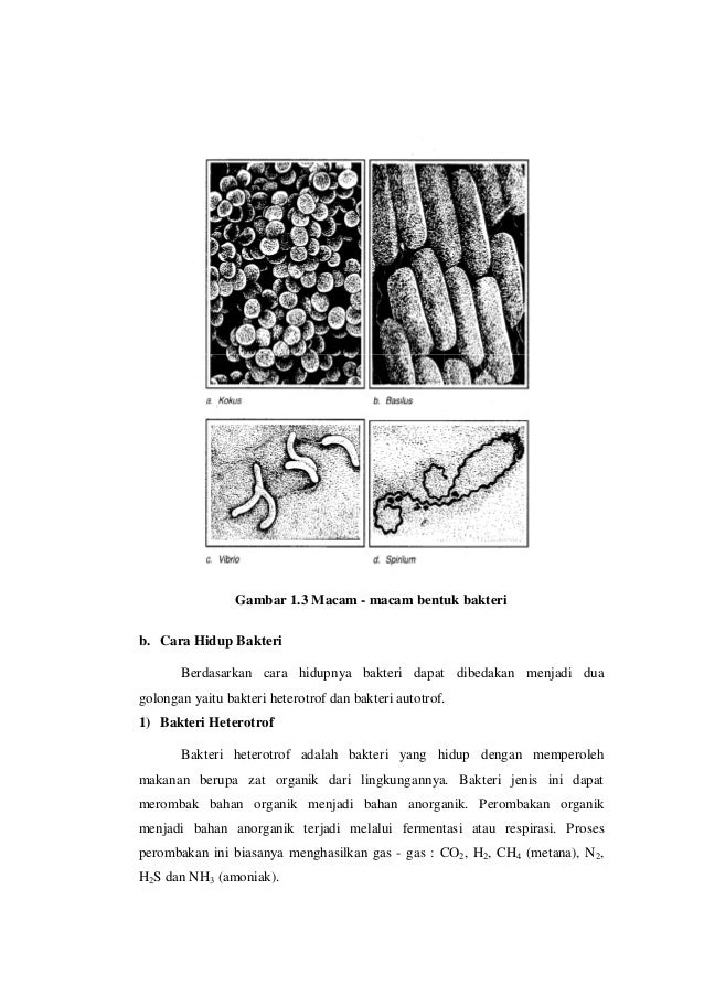 Biologi 40954916