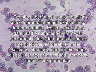 Trombosit berfungsi untuk mengikat 
sel-sel darah bila terjadi luka sehingga 
darah membeku .Ketika pendarahan 
dari luka tiba-tiba terjadi, trombosit 
berkumpul di luka dan berusaha untuk 
memblokir aliran darah. Mineral 
kalsium, vitamin K, dan protein yang 
disebut fibrinogen membantu trombosit 
membentuk gumpalan. 
 
