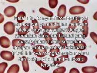 Selain itu, ternyata Trombosit juga 
mempunyai peran dalam melawan 
infeksi virus dan bakteri dengan 
memakan virus dan bakteri yang 
masuk dalam tubuh kemudian 
dengan bantuan sel-sel kekebalan 
tubuh lainnya menghancurkan virus 
dan bakteri di dalam trombosit 
tersebut. 
 