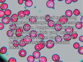 3. Trombin bekerja sebagai enzim yang 
mengubah fibrinogen menjadi benang-benang 
fibrin. Dengan terbentuknya 
benang-benang fibrin yang bertautan 
menyebabkan sel-sel darah merah 
dan plasma terjaring membentuk 
bekuan. 
 