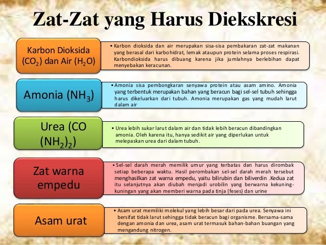 Sistem ekskresi pada manusia Sistem ekskresi pada manusia