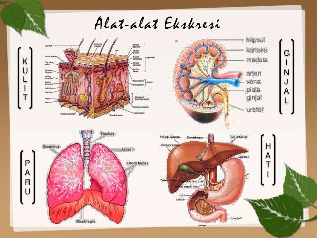 Sistem Ekskresi Pada Manusia