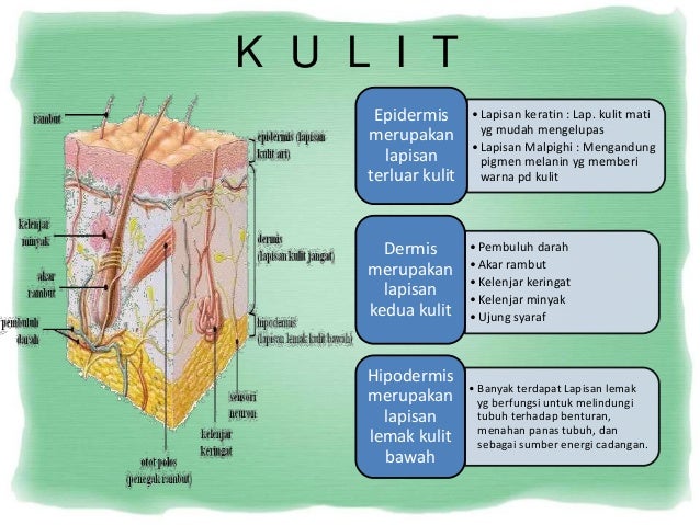 Sistem ekskresi pada manusia