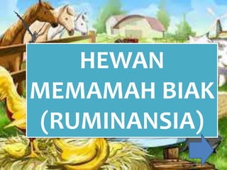 Play
HEWAN
MEMAMAH BIAK
(RUMINANSIA)
 