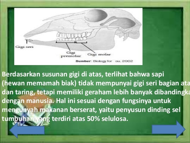 Biologi Hewan  Memamah biak Ruminansia 