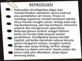 euglenophyta dan pyrrophyta | PPTX