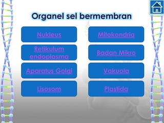 Organel sel bermembran
Retikulum
endoplasma
Aparatus Golgi
Lisosom
Nukleus
Badan Mikro
Vakuola
Plastida
Mitokondria
 