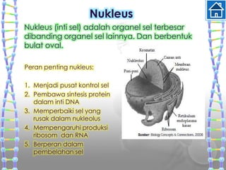 Peran penting nukleus:
1. Menjadi pusat kontrol sel
2. Pembawa sintesis protein
dalam inti DNA
3. Memperbaiki sel yang
rusak dalam nukleolus
4. Mempengaruhi produksi
ribosom dan RNA
5. Berperan dalam
pembelahan sel
Nukleus
Nukleus (inti sel) adalah organel sel terbesar
dibanding organel sel lainnya. Dan berbentuk
bulat oval.
 