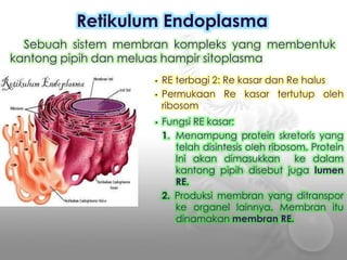 • RE terbagi 2: Re kasar dan Re halus
• Permukaan Re kasar tertutup oleh
ribosom
• Fungsi RE kasar:
1. Menampung protein skretoris yang
telah disintesis oleh ribosom. Protein
Ini akan dimasukkan ke dalam
kantong pipih disebut juga lumen
RE.
2. Produksi membran yang ditranspor
ke organel lainnya. Membran itu
dinamakan membran RE.
Retikulum Endoplasma
Sebuah sistem membran kompleks yang membentuk
kantong pipih dan meluas hampir sitoplasma
 