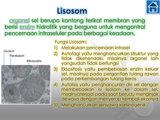 Fungsi Lisosom:
1) Melakukan pencernaan intrasel
2) Autofagi yaitu menghancurkan struktur yang
tidak dikehendaki, misalnya organel lain
yangsudah tidak berfungsi
3) Eksositosis yaitu pembebasan enzim keluar
sel, misalnya pada pergantian tulang rawan
pada perkembangan tulang keras
4) Autolisis yaitu penghancuran diri sel dengan
membebaskan isi lisosom ke dalam sel,
misalnyaterjadi pada saat berudu menginjak
dewasa dengan menyerap kembali ekornya
5) Menghancurkan senyawa karsinogenik
Lisosom
organel sel berupa kantong terikat membran yang
berisi enzim hidrolitik yang berguna untuk mengontrol
pencernaan intraseluler pada berbagai keadaan.
 