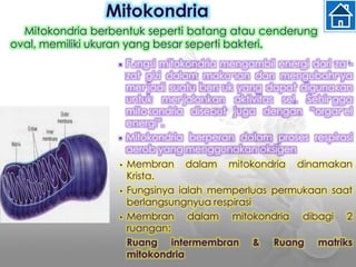 • Fungsi mitokondria mengambil energi dari zat-
zat gizi dalam makanan dan mengubahnya
menjadi suatu bentuk yang dapat digunakan
untuk menjalankan aktivitas sel. Sehingga
mitokondria disebut juga dengan “organel
energi”.
• Mitokondria berperan dalam proses respirasi
aerob yang menggunakan oksigen
• Membran dalam mitokondria dinamakan
Krista.
• Fungsinya ialah memperluas permukaan saat
berlangsungnyua respirasi
• Membran dalam mitokondria dibagi 2
ruangan:
Ruang intermembran & Ruang matriks
mitokondria
Mitokondria
Mitokondria berbentuk seperti batang atau cenderung
oval, memiliki ukuran yang besar seperti bakteri.
 