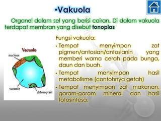 Fungsi vakuola:
• Tempat menyimpan zat
pigmen/antosian/antosianin yang
memberi warna cerah pada bunga,
daun dan buah.
• Tempat menyimpan hasil
metabolisme (contohnya getah)
• Tempat menyimpan zat makanan,
garam-garam mineral dan hasil
fotosintesa.
•Vakuola
Organel dalam sel yang berisi cairan. Di dalam vakuola
terdapat membran yang disebut tonoplas
 
