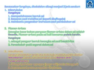 Berdasarkan fungsinya, sitoskeleton dibagi menjadi 3 jenis serabut:
1. Mikrotubulus
Fungsinya:
1. Mempertahankan bentuk sel
2. Berperan saat motalitas sel (seperti silia/flagela)
3. Membantu pergerakan kromosom saat pembelahan sel
2. Filamen Antara
Sebagian besar bahan penyusun filamen antara dalam sel adalah
fimentin. Filamen antara pada sel kulit bernama protein keratin.
Fungsinya:
1. sebagai penguat bentuk kerangka sel saat beraktivitas
2. Pemerkokoh posisi organel dalam sel
3. Mikrofilamen
Serabut sitoskeleton terdiri atas bola-bola molekul protein disebut
Mikrofilamen. Serabut ini dinamakan pula filamen aktin.
Fungsi utamanya:
1. Sebagai penahan tegangan (gaya tarik) saat sel bergerak
2. Berperan saat proses pengaliran sitoplasma.
 
