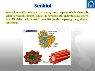 Sentriol
Sentriol memiliki struktur dasar yang sama seperti tubuh dasar sili,
yakni berbentuk silinder. Sentiol ini tersusun atas mikrotubulus seperti
jala. Di dalam sel, sentriol memiliki jumlah sepasang yang disebut
sentrosom.
 
