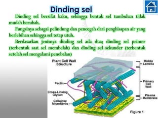 Dinding sel
Dinding sel bersifat kaku, sehingga bentuk sel tumbuhan tidak
mudah berubah.
Fungsinya sebagai pelindung dan pencegah dari penghisapan air yang
berlebihan sehingga sel tetap utuh.
Berdasarkan jenisnya dinding sel ada dua; dinding sel primer
(terbentuk saat sel membelah) dan dinding sel sekunder (terbentuk
setelah sel mengalami penebalan)
 