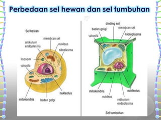 Perbedaan sel hewan dan sel tumbuhan
 