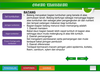 ORGAN TUMBUHAN
BATANG
• Batang merupakan bagian tumbuhan yang berada di atas
permukaan tanah. Batang berfungsi sebagai menyangga bagian
atas tumbuhan dan sebagai jalan pengangkutan air dan nutrient
dan tempat cadangan makanan bagi tumbuhan.
• Bagian-bagian batang menurut irisan memanjang adalah:
1. Daerah meristem
Bakal daun bagian bawah lebih cepat tumbuh di bagian atas
sehingga daun muda melengkung di atas titik tumbuh.
2. Daerah pemanjangan
Sel mengalami pembesaran serta pemanjangan dan mulai
terdapat bakal jaringan pembuluh
3. Daerah diferensiasi
Terdapat bermacam-macam jaringan yakni epidermis, korteks,
floem, cambium, xylem dan empulur
Sel tumbuhan
Organ tumbuhan
Jaringan tumbuhan
Proses Fisiologi pada
tumbuhan
NEXTBACK
KOMPONEN GAMBARPENGENALAN
 