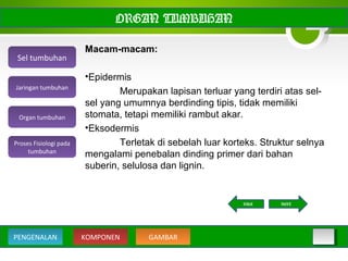 ORGAN TUMBUHAN
Macam-macam:
•Epidermis
Merupakan lapisan terluar yang terdiri atas sel-
sel yang umumnya berdinding tipis, tidak memiliki
stomata, tetapi memiliki rambut akar.
•Eksodermis
Terletak di sebelah luar korteks. Struktur selnya
mengalami penebalan dinding primer dari bahan
suberin, selulosa dan lignin.
Sel tumbuhan
Organ tumbuhan
Jaringan tumbuhan
Proses Fisiologi pada
tumbuhan
KOMPONEN GAMBARPENGENALAN
NEXTBACK
 