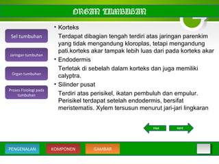 ORGAN TUMBUHAN
• Korteks
Terdapat dibagian tengah terdiri atas jaringan parenkim
yang tidak mengandung kloroplas, tetapi mengandung
pati.korteks akar tampak lebih luas dari pada korteks akar
• Endodermis
Terletak di sebelah dalam korteks dan juga memiliki
calyptra.
• Silinder pusat
Terdiri atas perisikel, ikatan pembuluh dan empulur.
Perisikel terdapat setelah endodermis, bersifat
meristematis. Xylem tersusun menurut jari-jari lingkaran
Sel tumbuhan
Organ tumbuhan
Jaringan tumbuhan
Proses Fisiologi pada
tumbuhan
KOMPONEN GAMBARPENGENALAN
NEXTBACK
 