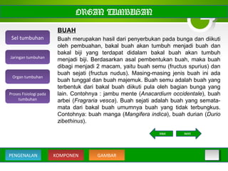 ORGAN TUMBUHAN
BUAH
Buah merupakan hasil dari penyerbukan pada bunga dan diikuti
oleh pembuahan, bakal buah akan tumbuh menjadi buah dan
bakal biji yang terdapat didalam bakal buah akan tumbuh
menjadi biji. Berdasarkan asal pembentukan buah, maka buah
dibagi menjadi 2 macam, yaitu buah semu (fructus spurius) dan
buah sejati (fructus nudus). Masing-masing jenis buah ini ada
buah tunggal dan buah majemuk. Buah semu adalah buah yang
terbentuk dari bakal buah diikuti pula oleh bagian bunga yang
lain. Contohnya : jambu mente (Anacardium occidentale), buah
arbei (Fragraria vesca). Buah sejati adalah buah yang semata-
mata dari bakal buah umumnya buah yang tidak terbungkus.
Contohnya: buah manga (Mangifera indica), buah durian (Durio
zibethinus).
Sel tumbuhan
Organ tumbuhan
Jaringan tumbuhan
Proses Fisiologi pada
tumbuhan
KOMPONEN GAMBARPENGENALAN
NEXTBACK
 