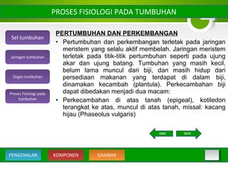 PERTUMBUHAN DAN PERKEMBANGAN
• Pertumbuhan dan perkembangan terletak pada jaringan
meristem yang selalu aktif membelah. Jaringan meristem
terletak pada titik-titik pertumbuhan seperti pada ujung
akar dan ujung batang. Tumbuhan yang masih kecil,
belum lama muncul dari biji, dan masih hidup dari
persediaan makanan yang terdapat di dalam biji,
dinamakan kecambah (plantula). Perkecambahan biji
dapat dibedakan menjadi dua macam:
• Perkecambahan di atas tanah (epigeal), kotiledon
terangkat ke atas, muncul di atas tanah, missal: kacang
hijau (Phaseolus vulgaris)
PROSES FISIOLOGI PADA TUMBUHAN
Sel tumbuhan
Organ tumbuhan
Jaringan tumbuhan
Proses Fisiologi pada
tumbuhan
KOMPONEN GAMBARPENGENALAN
NEXTBACK
 