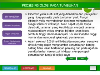 3. Giberelin yaitu suatu zat yang dihasilkan dari jenis jamur
yang hidup parasite pada tumbuhan padi. Fungsi
giberelin yaitu menyebabkan tanaman mengahsilkan
bunga sebelum waktunya, buah dapat terjadi tanpa
diserbuki, tanaman yang kerdil dapat menjadi tanaman
raksasa dalam waktu singkat, biji dan tunas lekas
sembuh, tinggi tanaman menjadi 3-5 kali lipat dari tinggi
normal dan mempersingkat watu pemanenan.
4. Asam suksinat 2,2 dimetil hidrazida merupakan senyawa
sintetik yang dapat menghambat pertumbuhan batang,
batang tidak lekas bertambah panjang dan perbungahan
pun diprlambat namun zat ini dapat mempercepat
pertumbuhan tunas di ketiak daun
PROSES FISIOLOGI PADA TUMBUHAN
Sel tumbuhan
Organ tumbuhan
Jaringan tumbuhan
Proses Fisiologi pada
tumbuhan
KOMPONEN GAMBARPENGENALAN
NEXTBACK
 