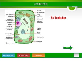 GAMBAR
Sel Tumbuhan
KOMPONEN GAMBARPENGENALAN
NEXT
 