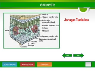 GAMBAR
Jaringan Tumbuhan
KOMPONEN GAMBARPENGENALAN
NEXTBACK
 