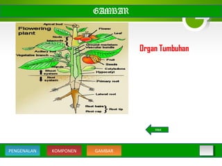 GAMBAR
Organ Tumbuhan
KOMPONEN GAMBARPENGENALAN
BACK
 