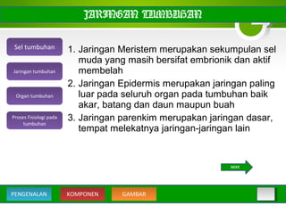 1. Jaringan Meristem merupakan sekumpulan sel
muda yang masih bersifat embrionik dan aktif
membelah
2. Jaringan Epidermis merupakan jaringan paling
luar pada seluruh organ pada tumbuhan baik
akar, batang dan daun maupun buah
3. Jaringan parenkim merupakan jaringan dasar,
tempat melekatnya jaringan-jaringan lain
JARINGAN TUMBUHAN
Sel tumbuhan
Organ tumbuhan
Jaringan tumbuhan
Proses Fisiologi pada
tumbuhan
NEXT
KOMPONEN GAMBARPENGENALAN
 