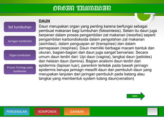 DAUN
Daun merupakan organ yang penting karena berfungsi sebagai
pembuat makanan bagi tumbuhan (fotosintesis). Selain itu daun juga
berperan dalam proses pengambilan zat makanan (resorbsi) seperti
pengambilan karbondioksida dalam pengolahan zat makanan
(asimilasi), dalam penguapan air (transpirasi) dan dalam
pernapasan (respirasi). Daun memiliki berbagai macam bentuk dan
ukuran, bagian-bagian dari daun juga sangat bervariasi. Secara
umum daun terdiri dari: Upi daun (vagina), tangkai daun (petioles)
dan helaian daun (lamina). Bagian anatomi daun terdiri dari
epidermis (lapisan luar), parenkim terletak pada bawah jarinagn
epidermis berupa jarinagn mesofil daun dan pembuluh daun yang
merupakan lanjutan dari jaringan pembuluh pada batang atau
tangkai yang membentuk system tulang daun(venation)
ORGAN TUMBUHAN
Sel tumbuhan
Organ tumbuhan
Jaringan tumbuhan
Proses Fisiologi pada
tumbuhan
NEXT
KOMPONEN GAMBARPENGENALAN
 