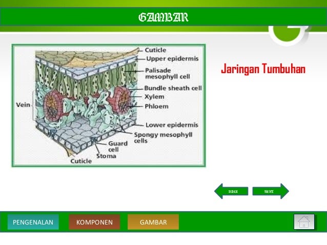 Struktur dan  Jaringan Pada Tumbuhan