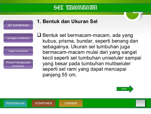 Struktur Dan Jaringan Pada Tumbuhan