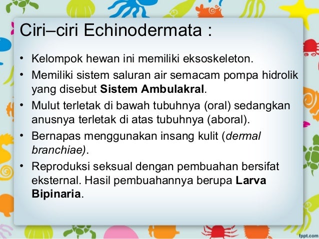 Echinordermata