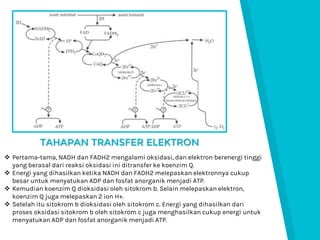 TAHAPAN TRANSFER ELEKTRON
 Pertama-tama, NADH dan FADH2 mengalami oksidasi, dan elektron berenergi tinggi
yang berasal dari reaksi oksidasi ini ditransfer ke koenzim Q.
 Energi yang dihasilkan ketika NADH dan FADH2 melepaskan elektronnya cukup
besar untuk menyatukan ADP dan fosfat anorganik menjadi ATP.
 Kemudian koenzim Q dioksidasi oleh sitokrom b. Selain melepaskan elektron,
koenzim Q juga melepaskan 2 ion H+.
 Setelah itu sitokrom b dioksidasi oleh sitokrom c. Energi yang dihasilkan dari
proses oksidasi sitokrom b oleh sitokrom c juga menghasilkan cukup energi untuk
menyatukan ADP dan fosfat anorganik menjadi ATP.
 