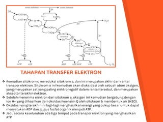  Kemudian sitokrom c mereduksi sitokrom a, dan ini merupakan akhir dari rantai
transpor elektron. Sitokrom a ini kemudian akan dioksidasi oleh sebuah atom oksigen,
yang merupakan zat yang paling elektronegatif dalam rantai tersebut, dan merupakan
akseptor terakhir elektron.
 Setelah menerima elektron dari sitokrom a, oksigen ini kemudian bergabung dengan
ion H+ yang dihasilkan dari oksidasi koenzim Q oleh sitokrom b membentuk air (H2O).
 Oksidasi yang terakhir ini lagi-lagi menghasilkan energi yang cukup besar untuk dapat
menyatukan ADP dan gugus fosfat organik menjadi ATP.
 Jadi, secara keseluruhan ada tiga tempat pada transpor elektron yang menghasilkan
ATP.
TAHAPAN TRANSFER ELEKTRON
 