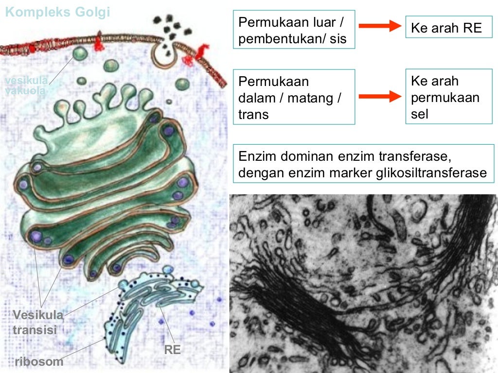 Biologi sel