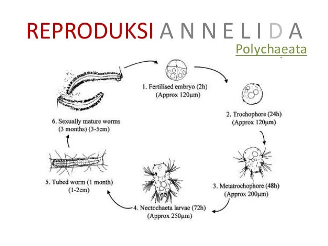 Biologi - Annelida