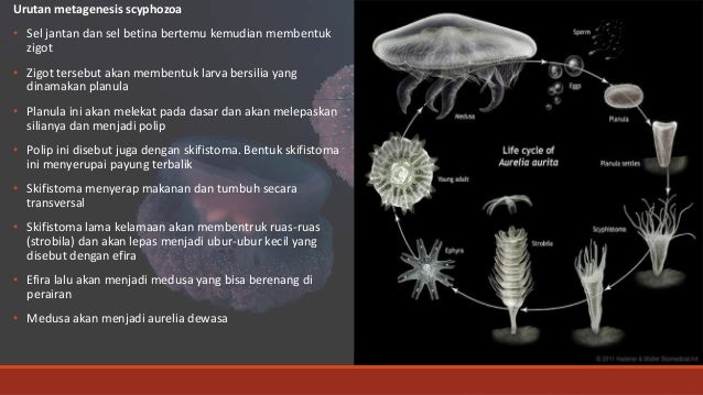 Biologi Coelenterata