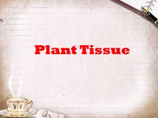 Plant Tissue
 