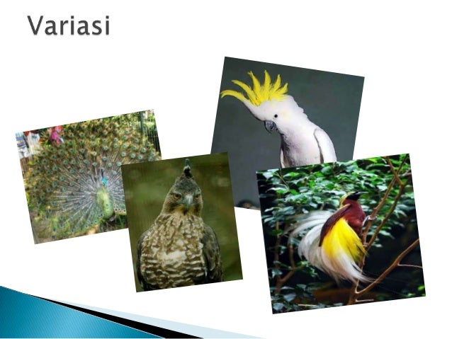 Biologi keanekaragaman hayati