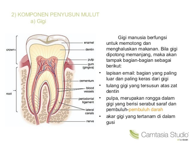 Biologi Mulut Pada Manusia Biologi Mulut Pada Manusia