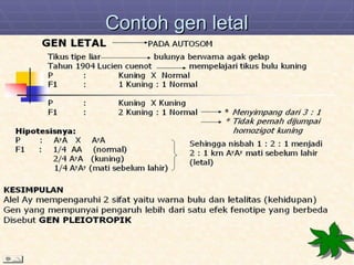 BIOLOGI_HUKUM MENDEL UNTUK KELAS 12 SEMESTER 2.ppt