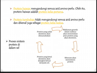 Protein haiwan mengandungi semua asid amino perlu. Oleh itu,
protein haiwan adalah protein kelas pertama.
 Protein tumbuhan tidak mengandungi semua asid amino perlu
dan dikenal juga sebagai protein kelas kedua.
Maklumat genetik
dalam nukleus
akan menentukan
jenis protein yang
akan disintesis.
Ribosom akan
mensintesis
protein
Protein yang betul
disintesis akan
diangkut keluar
daripada sel.
Protein yang salah
disintesis akan
dimusnahakan
 Proses sintesis
protein di
dalam sel
 