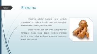 Reproduksi Tumbuhan - XI IPA | PPTX