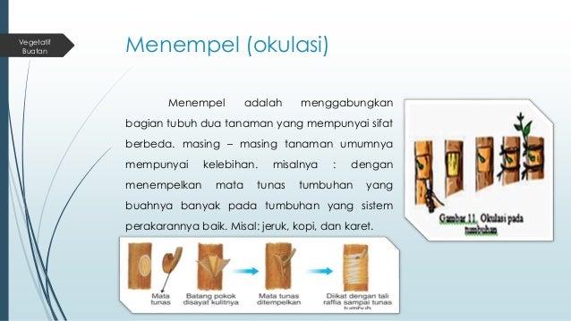 Reproduksi Tumbuhan XI IPA
